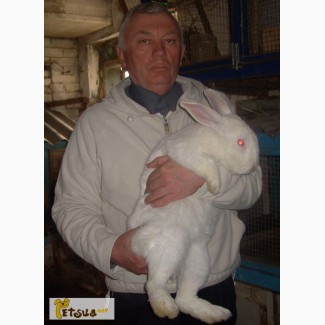 Продам кроликів европейської лінії Термон- Білий