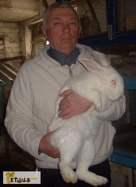 Фото 1/1. Продам кроликів европейської лінії Термон- Білий