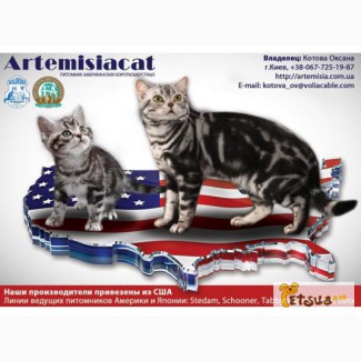 Замечательные малыши-Американские короткошерстные котята для вас