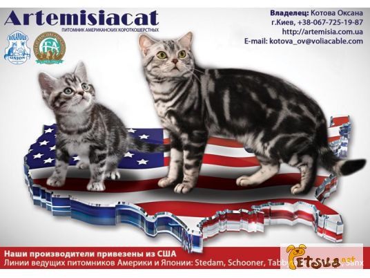 Замечательные малыши-Американские короткошерстные котята для вас