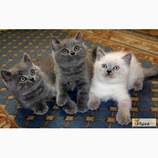 Британские котята классического голубого окраса