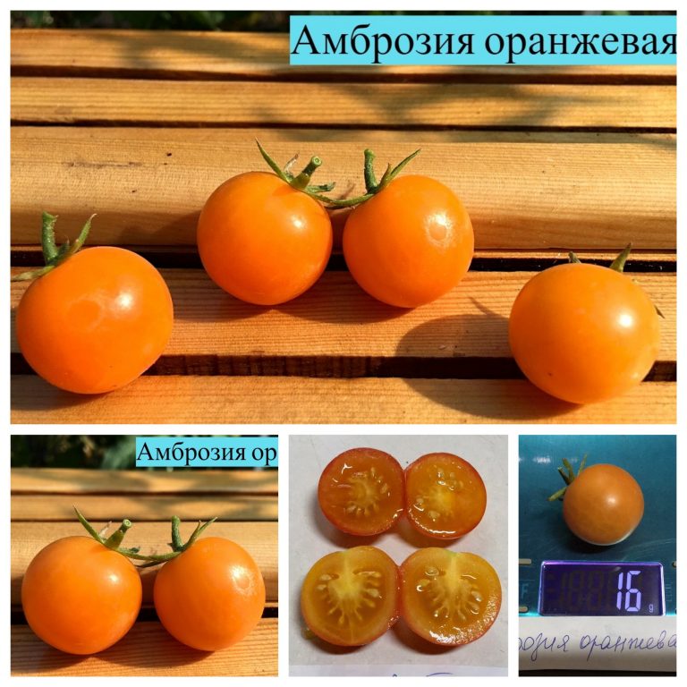 Фото 2. Семена томатов