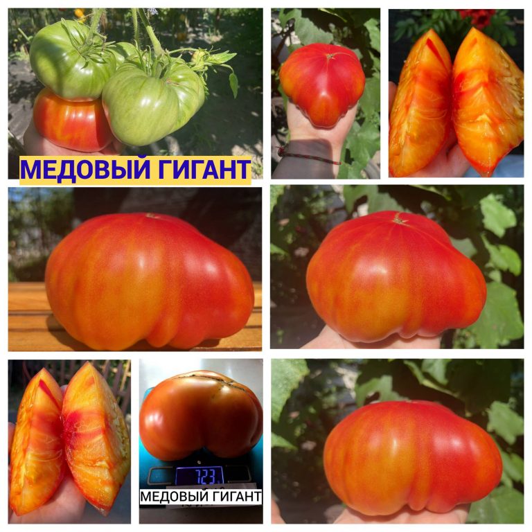 Фото 3. Семена томатов