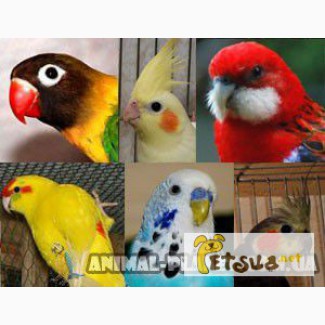 Недорогие мелкие и средние ручные попугаи