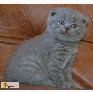 Котик в голубой шубке - шотландский вислоухий малыш.