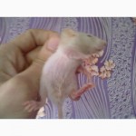 Продам маленьких декаротивных крысят