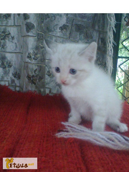 Котёнок балинезийской породы