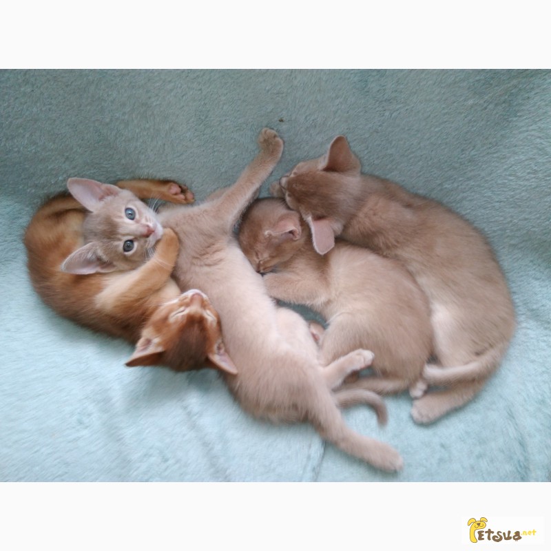 Фото 4. Абиссинские котята шоу класса