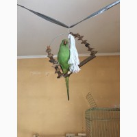 Улетел ожереловый попугай
