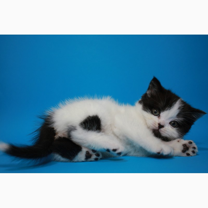 Фото 2/3. Скоттиш Страйт - котенок необычного окраса
