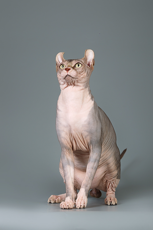 Фото 5. Котёнок сфинкс, эльф, бамбино - прекрасное существо