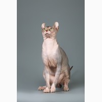 Котёнок сфинкс, эльф, бамбино - прекрасное существо
