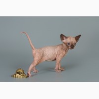 Котёнок сфинкс, эльф, бамбино - прекрасное существо