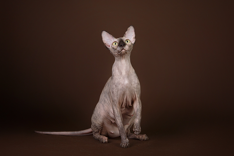 Фото 3. Котёнок сфинкс, эльф, бамбино - прекрасное существо