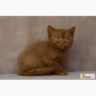 Британский котенок циннамон
