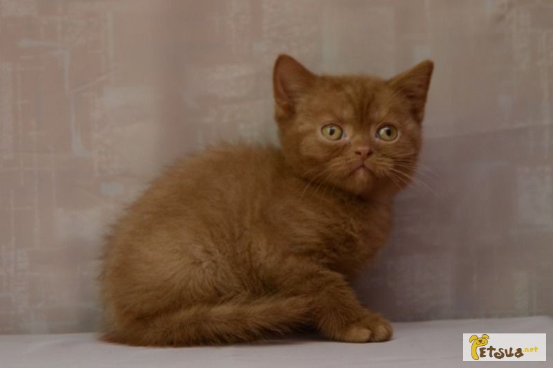 Британский котенок циннамон