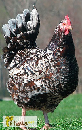 Фото 1/1. Яйца (инкуб) Англ., породы кур Speckled Sussex, (Суссекс фарфоровый)