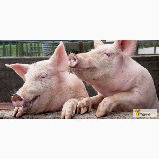 Продам свиней (поросят) живым весом