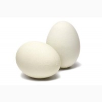 Яйца - муляжи для кур, уток и фазанов
