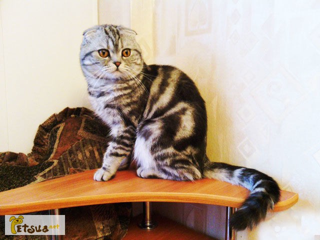 Продам/ мраморный вислоухий кот для вязки вашей кошечки, Донецк .