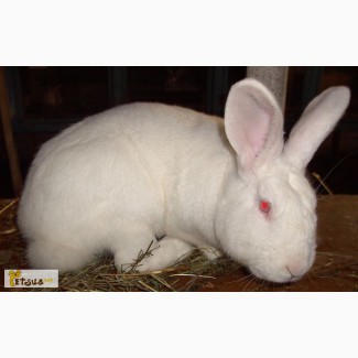 Продам кроликів породи Термонська біла