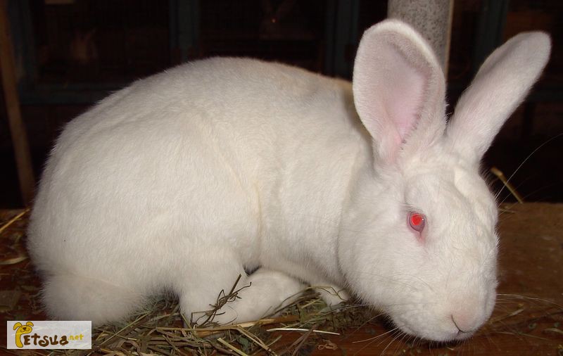 Продам кроликів породи Термонська біла