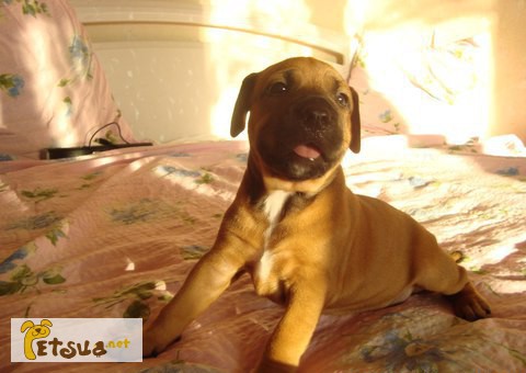 Золотистый щенок питбультерьера с сердечком на хвостике