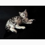 Продам шотландских котят (скоттиш страйт) мраморных окрасов от Чемпионов породы