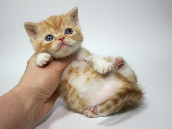 Фото 1/4. Шотландский короткошерстный котенок красный пятнистый с белым