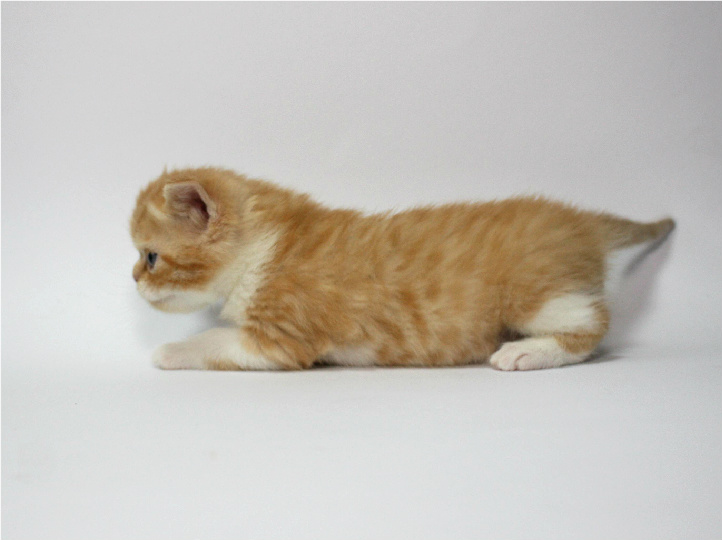 Фото 2/4. Шотландский короткошерстный котенок красный пятнистый с белым