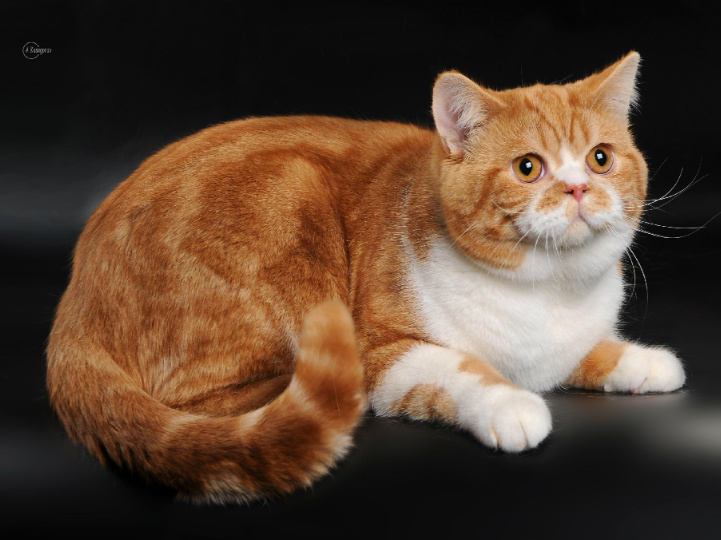 Фото 3/4. Шотландский короткошерстный котенок красный пятнистый с белым