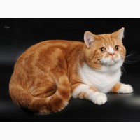 Шотландский короткошерстный котенок красный пятнистый с белым