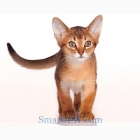 Абиссинский котенок из питомника SmartABY (Киев)
