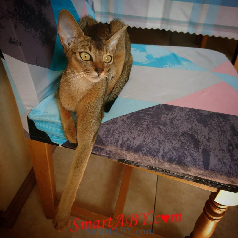 Фото 5. Абиссинский котенок из питомника SmartABY (Киев)