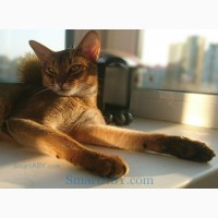 Абиссинский котенок из питомника SmartABY (Киев)