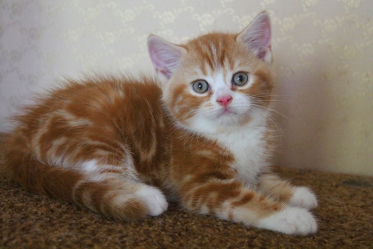 Фото 2. Питомник шотландских кошек предлагает вислоухих и прямоухих котят