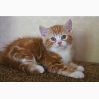 Питомник шотландских кошек предлагает вислоухих и прямоухих котят