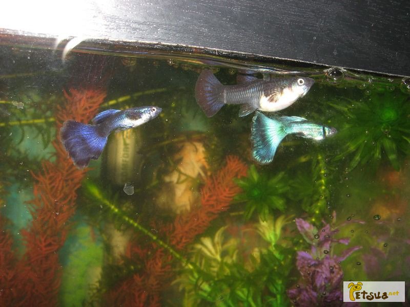 Аквариумные рыбки Гуппи (Московская синяя и малахитовая)