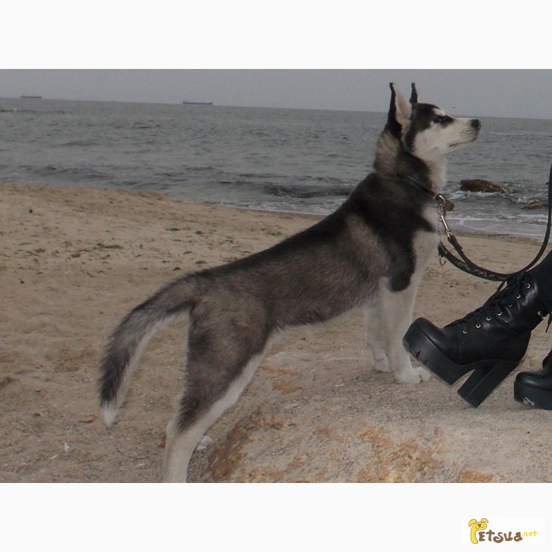 Фото 5. Продается девочка, чистокровный щенок сибирской хаски