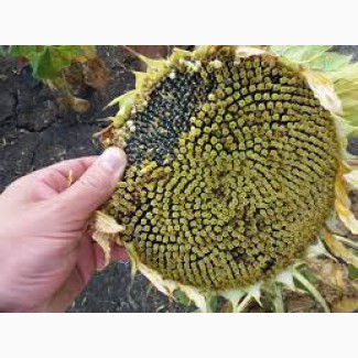 Соняшник Фолк насіння гібридне ВНІС під експрес