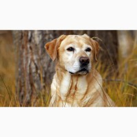 Корм для собак Каша быстрого приготовления «7 злаков»ТМ «МаксимуМ»