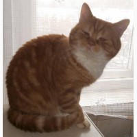 Кот скоттиш-фолд красный пятнистый 2, 5 мес