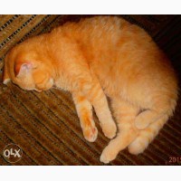 Кот скоттиш-фолд красный пятнистый 2, 5 мес