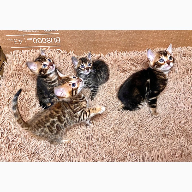 Фото 2. Продам бенгальских кошенят, окрас розетка на золоті, мармур, бенгальці, бенгали