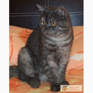 Британский кот на вязку, Днепропетровск