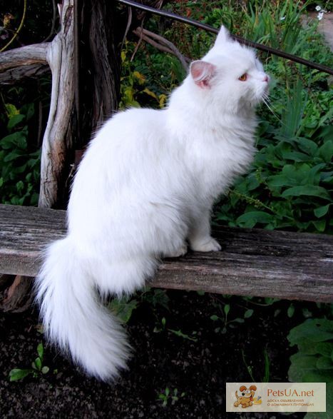 Фото 1/1. Умная добрая ласковая кошечка с белой шерстью, ангорской породы, возраст 5 месяцев.