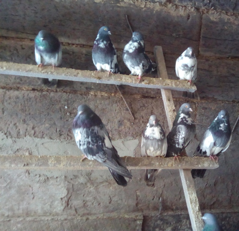 Фото 2. Голуби лётные березнеговатовские