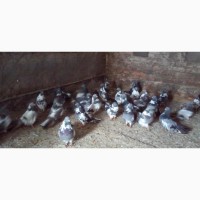 Голуби лётные березнеговатовские