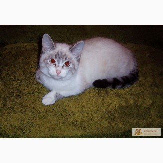 Котята сибирской кошки окраса сил-сильвер-табби-пойнт с белым (невская маскарадная).