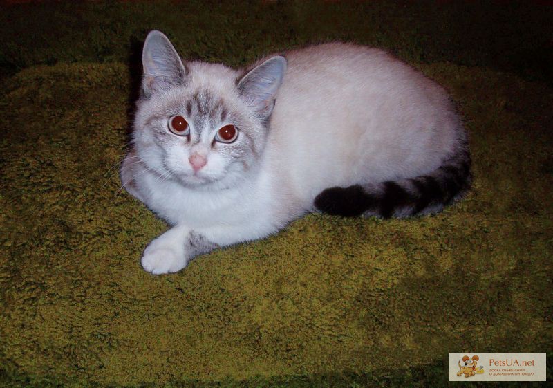 Фото 1/1. Котята сибирской кошки окраса сил-сильвер-табби-пойнт с белым (невская маскарадная).